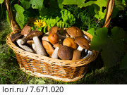 Корзинка с грибами. Стоковое фото, фотограф Photojuli / Фотобанк Лори