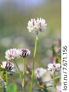 Клевер ползучий, или Клевер белый (лат. Trifolium repens). Белые цветы растения крупным планом. Стоковое фото, фотограф Григорий Писоцкий / Фотобанк Лори