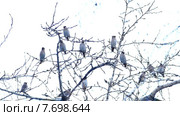 Свиристели (Bombycilla Garrulus) едят ягоды рябины в зимний день. Стоковое видео, видеограф Павел С. / Фотобанк Лори