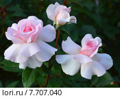 Роза чайно-гибридная на штамбе Э Уайтэ Шэйд оф Пэйл (лат. A Whiter Shade of Pale), Fryers Roses. Стоковое фото, фотограф lana1501 / Фотобанк Лори