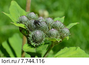 Соцветие лопуха войлочного или паутинистого (лат. Arctium tomentosum) Стоковое фото, фотограф lana1501 / Фотобанк Лори