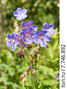 Герань луговая, или Журавельник луговой (лат. Geranium pratense) Стоковое фото, фотограф Ольга Пашкова / Фотобанк Лори