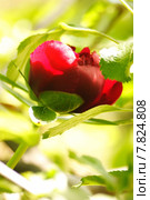 green red blossom bloom bud. Стоковое фото, фотограф Thomas Rabbe / PantherMedia / Фотобанк Лори