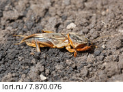 Медведка обыкновенная, Gryllotalpa gryllotalpa, European mole cricket. Стоковое фото, фотограф Василий Вишневский / Фотобанк Лори