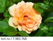 Роза чайно-гибридная Гарден Глори (лат. Garden Glory), Harkness 1996. Стоковое фото, фотограф lana1501 / Фотобанк Лори
