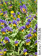 Марьянник дубравный, или Иван-да-марья (лат. Melampyrum nemorosum) Стоковое фото, фотограф Ольга Пашкова / Фотобанк Лори