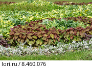 Клумба из Хосты (лат. Hosta) и Гейхеры (лат. Heuchera) Стоковое фото, фотограф Елена Коромыслова / Фотобанк Лори
