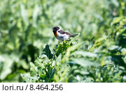 Черноголовый чекан (Saxicola rubicola) Стоковое фото, фотограф Ирина Яровая / Фотобанк Лори