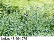 Черноголовый чекан (Saxicola rubicola) в зеленой траве. Стоковое фото, фотограф Ирина Яровая / Фотобанк Лори