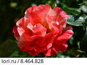 Роза флорибунда Хэнки Пэнки (лат. Hanky Panky), Jones. Стоковое фото, фотограф lana1501 / Фотобанк Лори