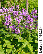Stachys macrantha (C. Koch) Stearn - Чистец крупноцветковый (Буквица крупноцветковая) Стоковое фото, фотограф Валерия Попова / Фотобанк Лори