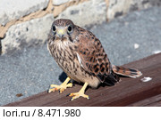 Птенец пустельги (falco) Стоковое фото, фотограф Ирина Яровая / Фотобанк Лори