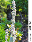 Чистец шерстистый  или Стахис (Stachys). Соцветия. Стоковое фото, фотограф Евгений Мухортов / Фотобанк Лори