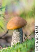 Подберёзовик розовеющий (Leccinum oxydabile) Стоковое фото, фотограф Николай Белецкий / Фотобанк Лори