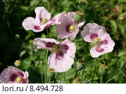 Мак опийный. Фиолетово-розовые цветы и коробочки (Мак снотворный, Papaver somniferum) Стоковое фото, фотограф Щеголева Ольга / Фотобанк Лори