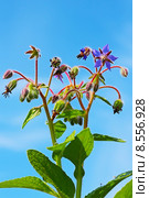 Огуречная трава или Бурачник (Borago) Стоковое фото, фотограф Евгений Мухортов / Фотобанк Лори