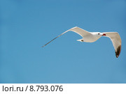 animal bird fly flying birds. Стоковое фото, фотограф Andreas Hömer / PantherMedia / Фотобанк Лори