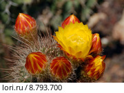 plant blossom bloom cactus flourish. Стоковое фото, фотограф Andreas Hömer / PantherMedia / Фотобанк Лори