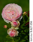 Роза плетистая Пьер де Ронсар (лат. Pierre de Ronsard, Eden Climber, Eden Rose 85), Meilland. Стоковое фото, фотограф lana1501 / Фотобанк Лори