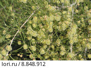 Джузгун голова Медузы (Calligonum arborescens) с плодами-орешками. Каракумы. Стоковое фото, фотограф Иванова Анастасия / Фотобанк Лори