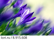 blue plant flower spring flowers. Стоковое фото, фотограф Dagmar Spona / PantherMedia / Фотобанк Лори