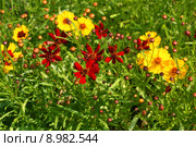 Желтые и красные цветы. Кореопсис красильный Меценат (Coreopsis tinctoria) Стоковое фото, фотограф Щеголева Ольга / Фотобанк Лори