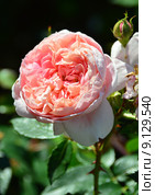 Роза кустовая Абрахам Дерби (лат. Abraham Darby), 1985. Стоковое фото, фотограф lana1501 / Фотобанк Лори