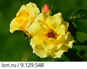 Роза парковая Айша (лат. Aicha) Стоковое фото, фотограф lana1501 / Фотобанк Лори