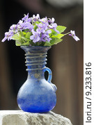 blue antique violet blossoms glassy. Стоковое фото, фотограф Ernst Breisacher / PantherMedia / Фотобанк Лори
