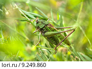 Кузнечик серый (Decticus verrucivorus) среди травы. Стоковое фото, фотограф Сайганов Александр / Фотобанк Лори