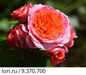 Роза кустарниковая Мами Дитье (лат. Mamie Dittiere), Massad 2011, Petales de Roses. Стоковое фото, фотограф lana1501 / Фотобанк Лори