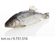Fresh fish. Trout isolated. Стоковое фото, фотограф Martina Kovacova / PantherMedia / Фотобанк Лори