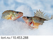Ёрш обыкновенный (Gymnocephalus cernuus). Улов из двух рыб на снегу. Стоковое фото, фотограф Евгений Мухортов / Фотобанк Лори