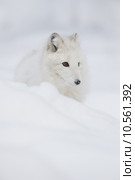 Arctic Fox. Стоковое фото, фотограф Andrew Astbury / PantherMedia / Фотобанк Лори