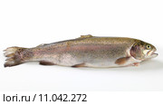 Fresh trout. Стоковое фото, фотограф Alena Dvorakova / PantherMedia / Фотобанк Лори
