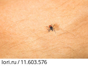 Tick - parasitic arachnid blood-sucking carrier of various diseases. Стоковое фото, фотограф Viktor Cap / PantherMedia / Фотобанк Лори