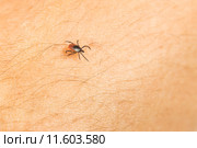 Tick - parasitic arachnid blood-sucking carrier of various diseases. Стоковое фото, фотограф Viktor Cap / PantherMedia / Фотобанк Лори
