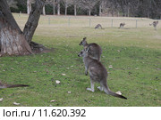 Серые кенгуру (лат. (Macropus giganteus), Национальный парк  Wombeyan Caves, Австралия (2015 год). Стоковое фото, фотограф Ирина Фирсова / Фотобанк Лори