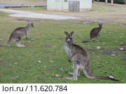 Серые кенгуру (лат. (Macropus giganteus), Национальный парк  Wombeyan Caves, Австралия (2015 год). Стоковое фото, фотограф Ирина Фирсова / Фотобанк Лори