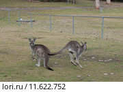 Серые кенгуру (лат. (Macropus giganteus), Национальный парк  Wombeyan Caves, Австралия (2015 год). Стоковое фото, фотограф Ирина Фирсова / Фотобанк Лори