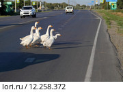 Гуси переходят через автомобильную дорогу (2015 год). Редакционное фото, фотограф A Челмодеев / Фотобанк Лори