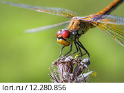 Желтая Стрекоза (Sympetrum flaveolum) Стоковое фото, фотограф Евгений Мухортов / Фотобанк Лори