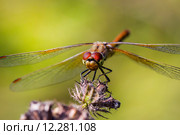 Желтая Стрекоза (Sympetrum flaveolum) Стоковое фото, фотограф Евгений Мухортов / Фотобанк Лори