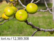 Green figs on the tree in a sunny day. Стоковое фото, фотограф Nicola Galiero / PantherMedia / Фотобанк Лори