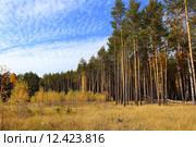 На лесной прогалине. Стоковое фото, фотограф Анатолий Матвейчук / Фотобанк Лори