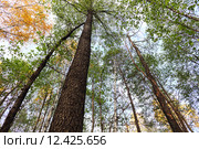 Черные стволы грабов тянутся к небу. Стоковое фото, фотограф Анатолий Матвейчук / Фотобанк Лори