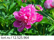 Пион молочноцветковый ( Paeonia lactiflora). Розовый цветок крупно. Стоковое фото, фотограф Евгений Мухортов / Фотобанк Лори