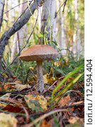 Leccinium scabrum. Стоковое фото, фотограф Сергей Пристяжнюк (Serg Zastavkin) / Фотобанк Лори