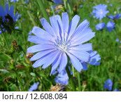 Цикорий обыкновенный (лат. Cichorium intybus L) Стоковое фото, фотограф lana1501 / Фотобанк Лори