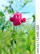 Чина клубненосная Lathyrus tuberosus L. Цветущее растение в Алтайском крае. Стоковое фото, фотограф Григорий Писоцкий / Фотобанк Лори